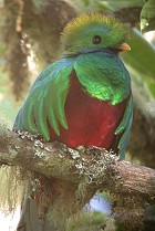 Quetzal-Vogel.jpg