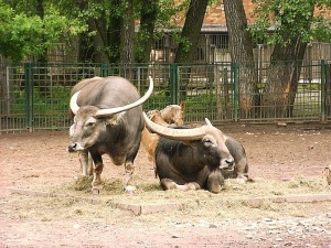 Abb water buffalo.jpg